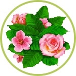 cerezo y rosa cerezo y rosa