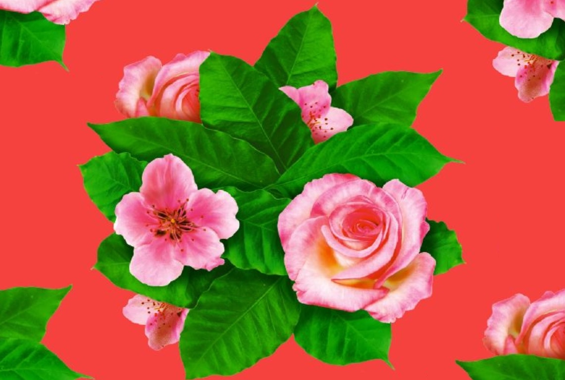 cerezo y rosa cerezo y rosa
