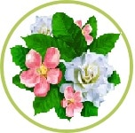 manzana y gardenia manzana y gardenia