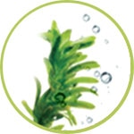 alga alga
